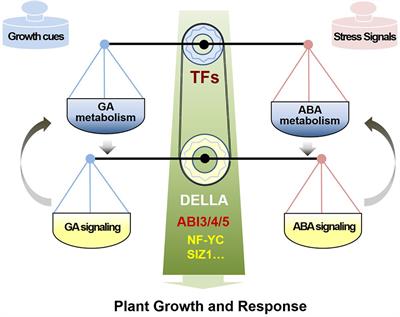 Antagonistic Regulation of ABA and GA in Metabolism and Signaling Pathways